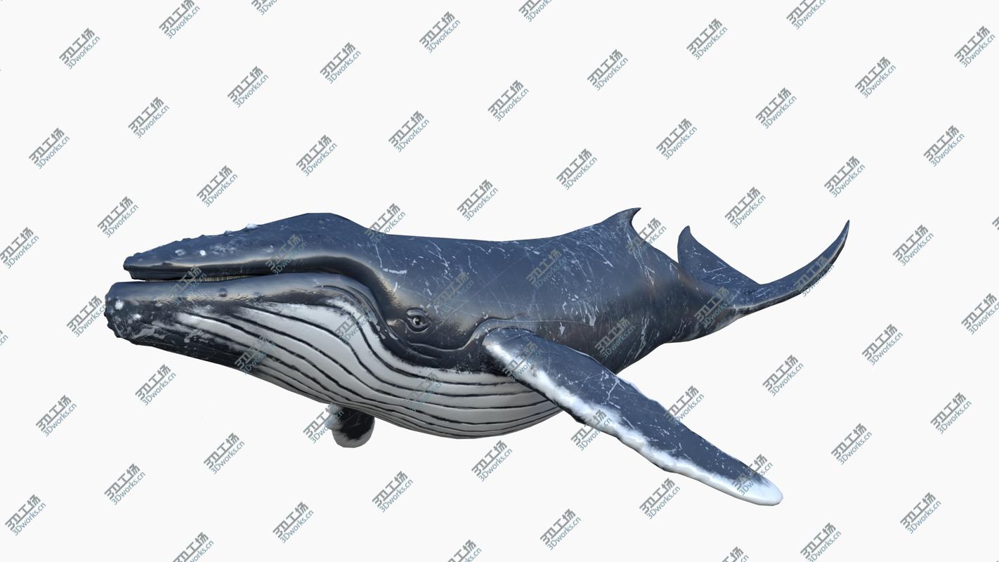 images/goods_img/2021040164/3D Humpback Whale Animated 3D/4.jpg